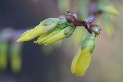 Close-up of yellow rose flower bud