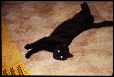 Portrait of cat lying on bed