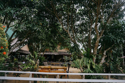 Trees and plants in yard of house