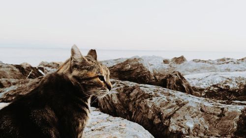 Side view of cat on rock formation against sky