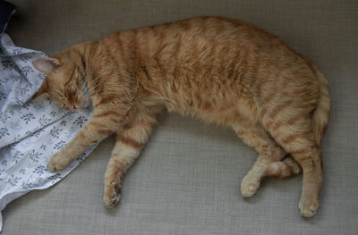 High angle view of cat sleeping