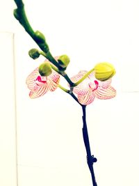 Close-up of pink flower pot against white background