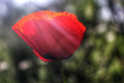 Close-up of red tulip