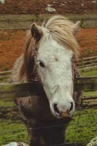 Portrait of horse standing in field