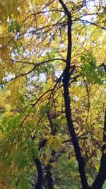 Low angle view of tree