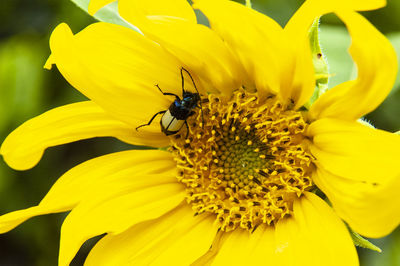 Insect on yellow flower