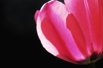 Close-up of pink rose against black background