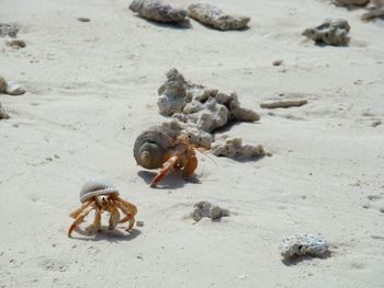 High angle view of crab on beach