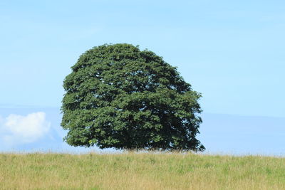 Tree on field against clear sky
