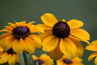 Close-up of black-eyed yellow flowers blooming outdoors
