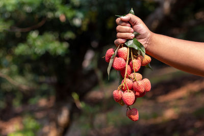 Close-up of hand holding strawberry