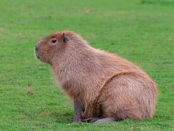 Side view of an animal on field