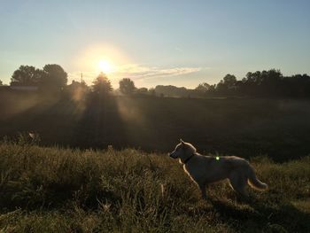 Dog standing on field against sky during sunset