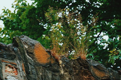 Low angle view of lichen on tree in forest