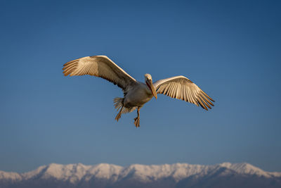 Close-up of bird flying against clear sky