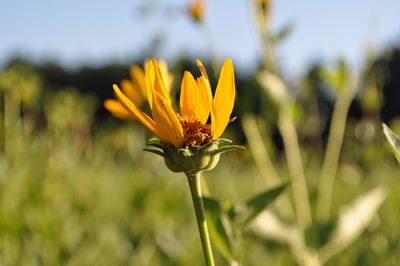 Close-up of yellow flower in field