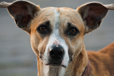 Close-up portrait of stray dog