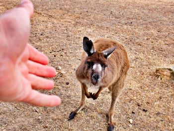 Getting in touch with kangaroo