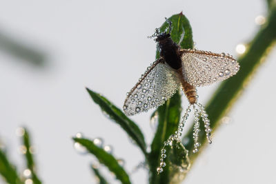 Imago of ephemeroptera mayfly sits on grass with dew drops on wings