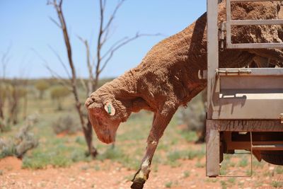 Ram sheep stepping out of a truck in outback australia