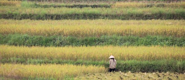 A farmer working in the rice terraces fields of northern vietnam, in the mountains. 