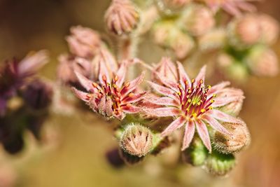 Close-up of pink flowering plant