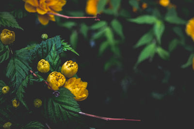 Close-up of closed yellow flowers petals