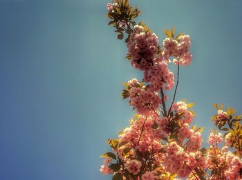 Low angle view of cherry blossoms against clear sky