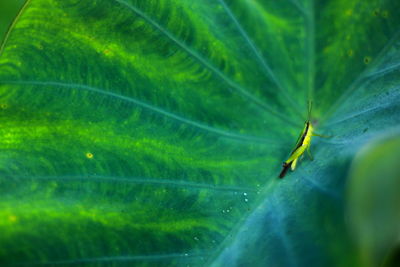 Close-up of insect on leaf