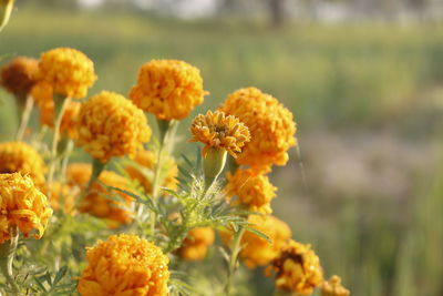 Close-up of yellow flowering plants on field