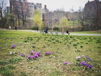 Flowers growing in field