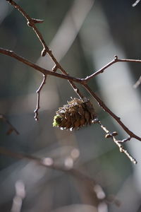 Close-up of flower growing on tree