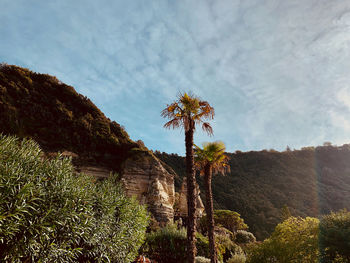 Plants growing on land against sky