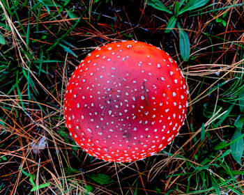 High angle view of fly agaric mushroom on field