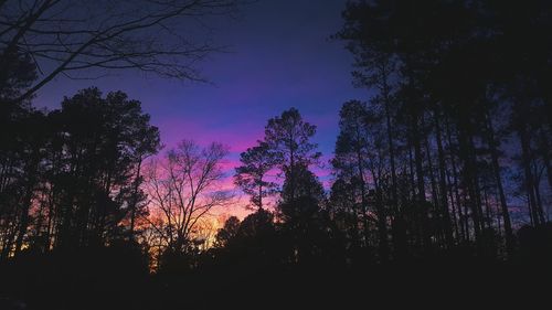 Low angle view of silhouette trees against sky at night