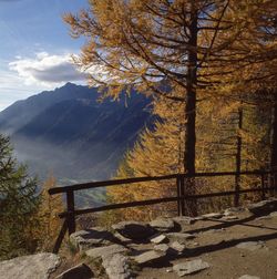 Pine trees on mountain against sky