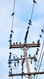 Low angle view of birds against sky