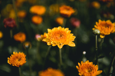 Close-up of yellow marigold flowers