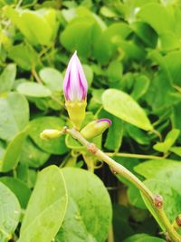 Close-up of purple flowering plant