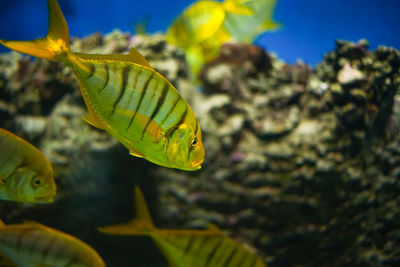 Close-up of fish swimming in sea