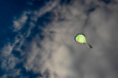 Surreal solitary leaf floating in pond with cloudy sky reflected