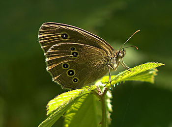 Close-up of butterfly on plant