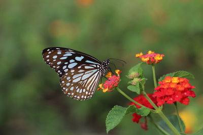 Close-up of butterfly pollinating on flower