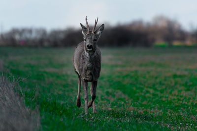 Portrait of deer standing on field