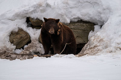 Close-up of  bear on snow covered field