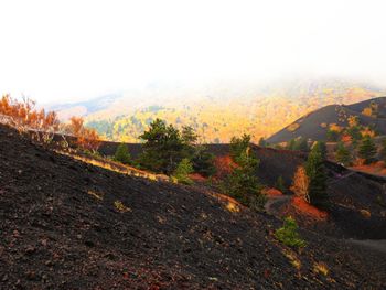 Scenic view of forest against clear sky during autumn