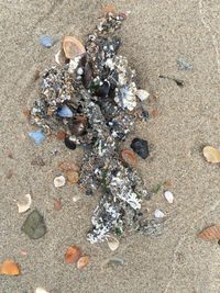 High angle view of seashell on sandy beach