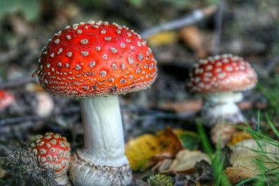 Close-up of mushrooms growing in forest