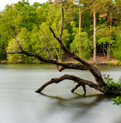 Scenic view of tree by lake