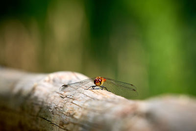 Close-up of insect on plant